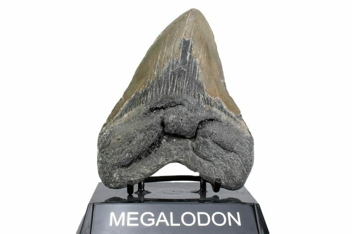 Fossil Megalodon Tooth - North Carolina #380151